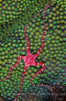 Brittlestar Waiting For Coral Spawn. Cayman Islands.