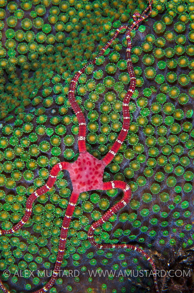 Brittlestar Waiting For Coral Spawn. Cayman Islands.