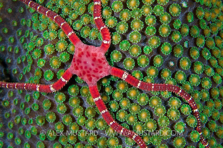 Brittlestar Waiting For Coral Spawn. Cayman Islands.