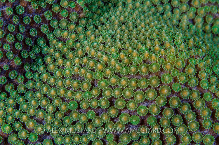 Star Coral Prepares To Spawn. Cayman Islands.