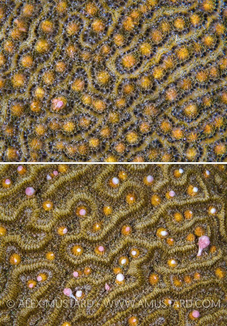 Brain Coral Spawning. Cayman Islands.