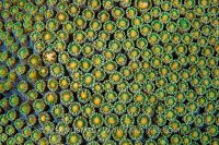 Star Coral Prepares To Spawn. Cayman Islands.