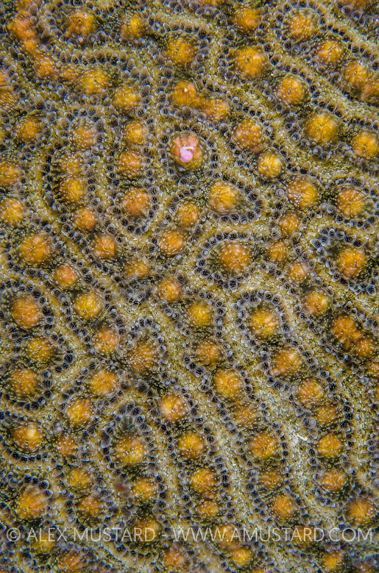 Brain Coral Prepares To Spawn. Cayman Islands.