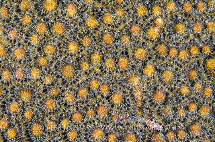 Brain Coral Preparing To Spawn. Cayman Islands