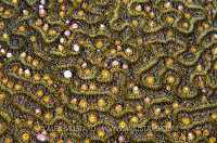 Brain Coral Spawning. Cayman Islands.