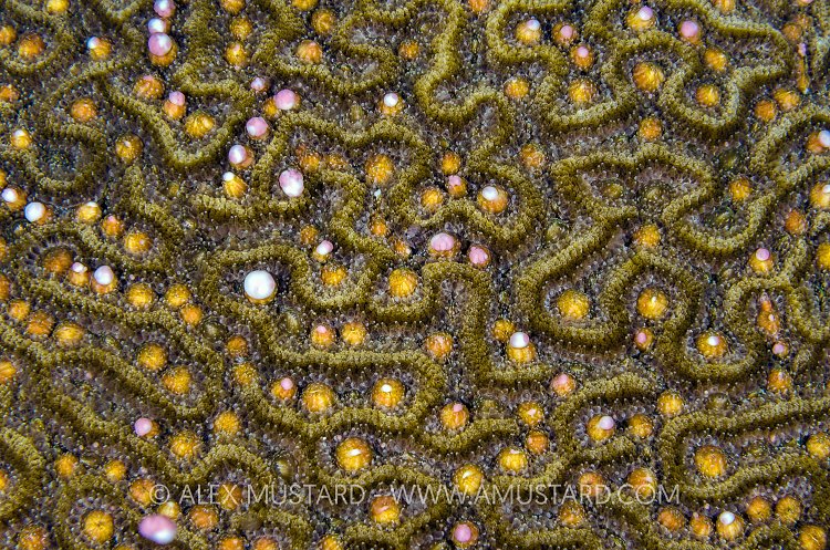 Brain Coral Spawning. Cayman Islands.