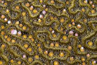Brain Coral Spawning. Cayman Islands.