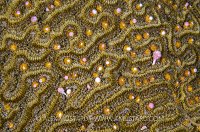Brain Coral Spawning. Cayman Islands.