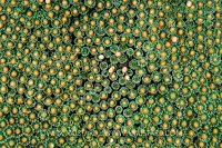 Onset Of Spawning. Cayman Islands.