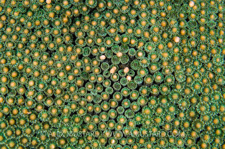 Onset Of Spawning. Cayman Islands.