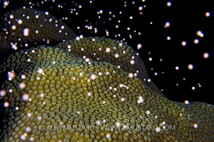Spawning Star Coral. Cayman Islands.