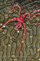 Brittlestar Feeding On Spawning Coral. Cayman Islands