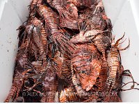 Culled Lionfish. Cayman Islands