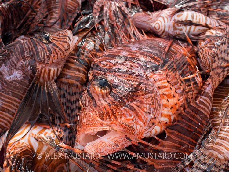 Culled Lionfish. Cayman Islands
