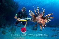 Speared Lionfish. Cayman Islands