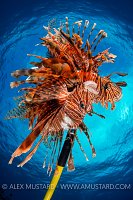 Lionfish On Spear. Cayman Islands