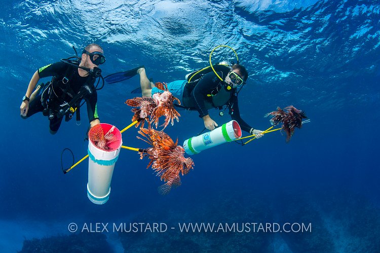 Lionfish Hunters. Cayman Islands