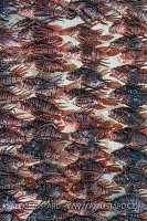 Culled Lionfish. Cayman Islands