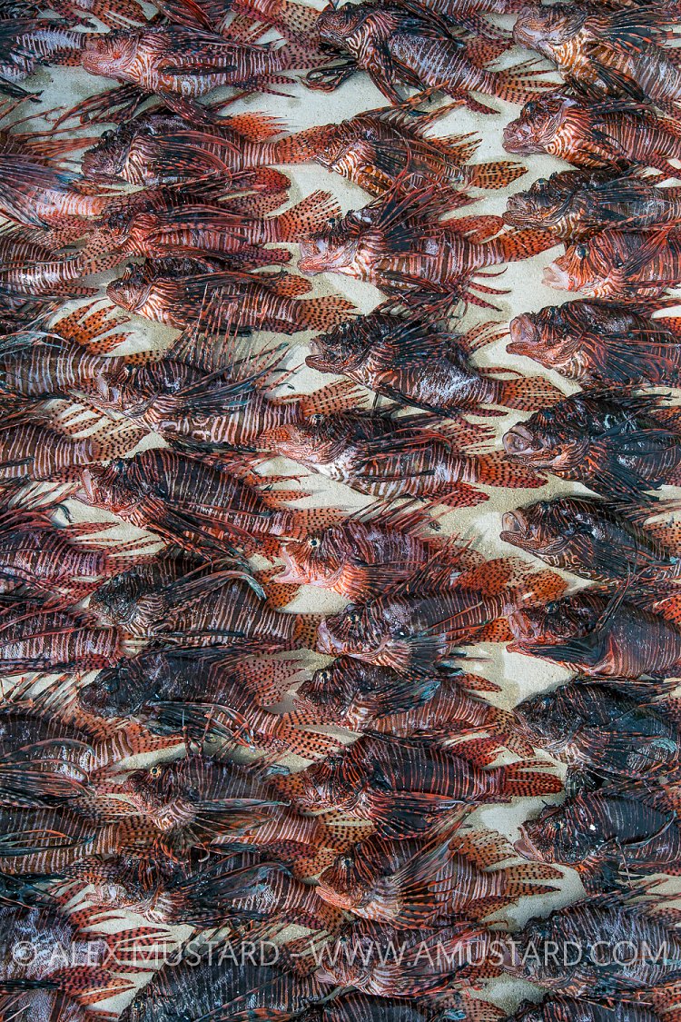 Culled Lionfish. Cayman Islands