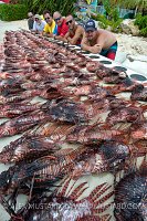 Culled Lionfish. Cayman Islands