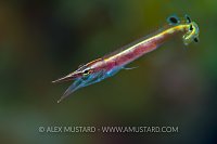 Arrow Blenny Yawn. Cayman Islands.
