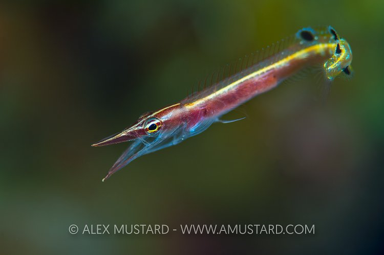 Arrow Blenny Yawn. Cayman Islands.