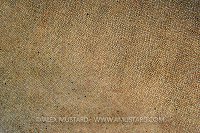 Shark Skin. Cayman Islands