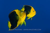 Spawning Rock Beauties. Cayman Islands