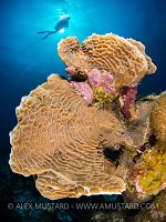 Coral Reef Scene. Cayman Islands