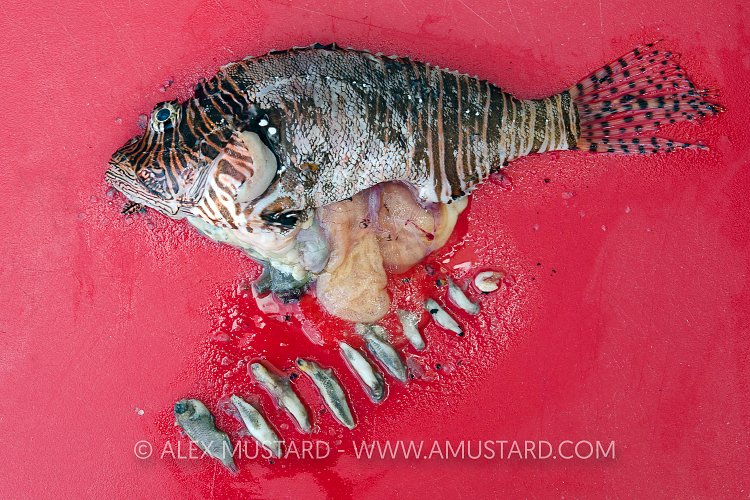 Lionfish Stomach Contents. Cayman Islands.
