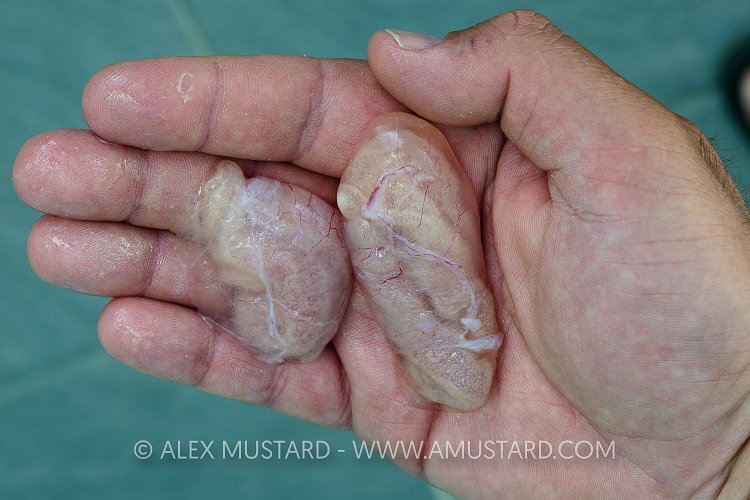 Lionfish Egg Sacs. Cayman Islands.
