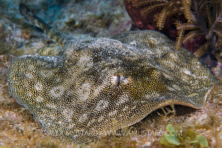 Yellow Stingray. Cayman Islands.