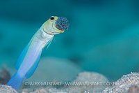Yellow Headed Jawfish. Cayman Islands