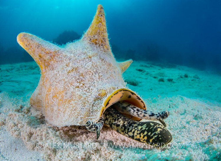 Queen Conch. Cayman Islands