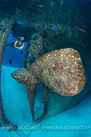 Kittiwake Propellor. Cayman Islands.