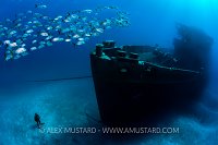 Jacks and Kittiwake Wreck. Cayman Islands.