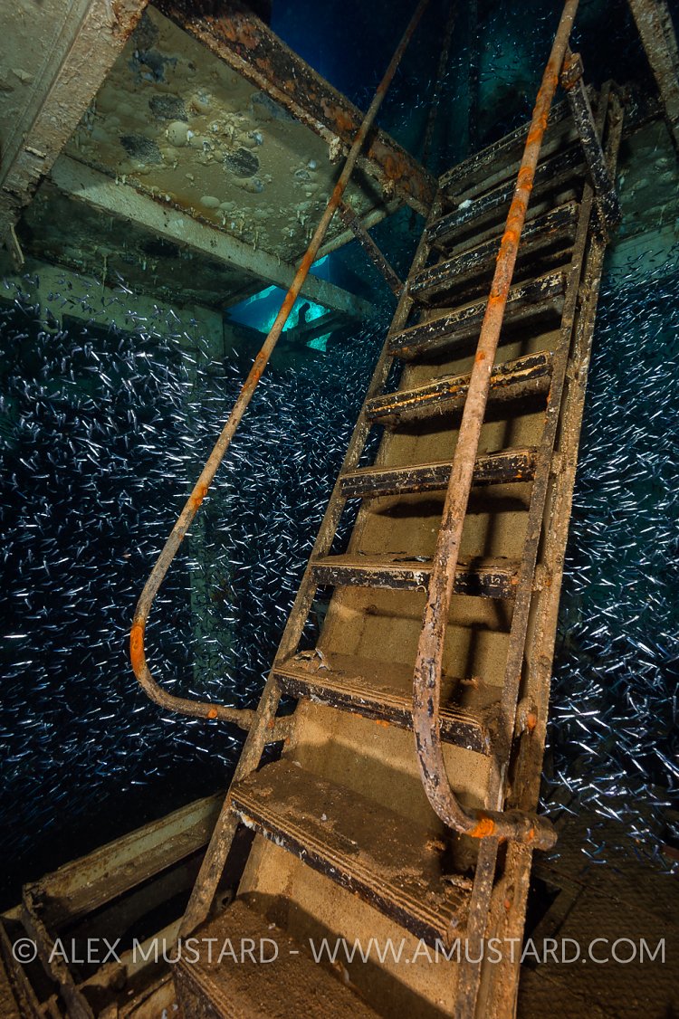 Silversides Inside Kittiwake. Cayman Islands.