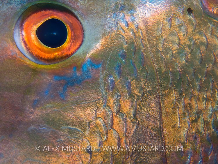 Snapper Eye. Cayman Islands