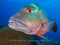 Mutton Snapper On Reef. Cayman Islands