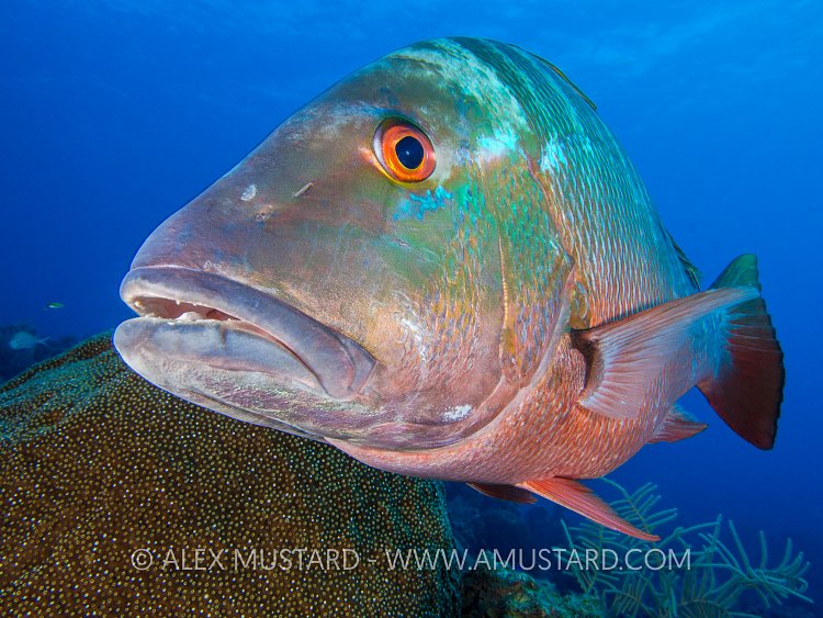 Mutton Snapper On Reef. Cayman Islands