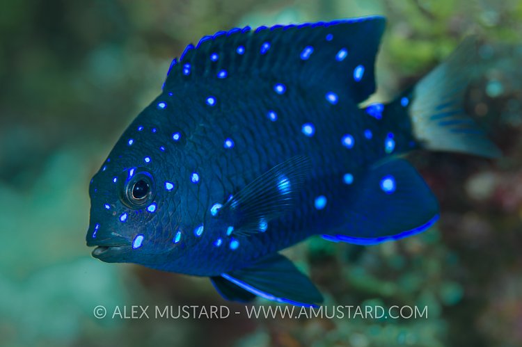 Yellowtail Damselfish. Cayman Islands
