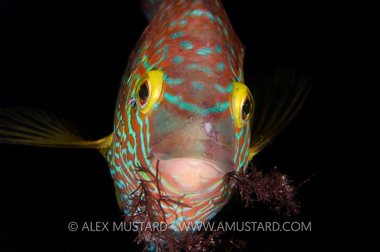 Male Corkwing Wrasse Building Nest. Dorset, UK
