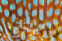 Ballan Wrasse Fin. Dorset, UK.