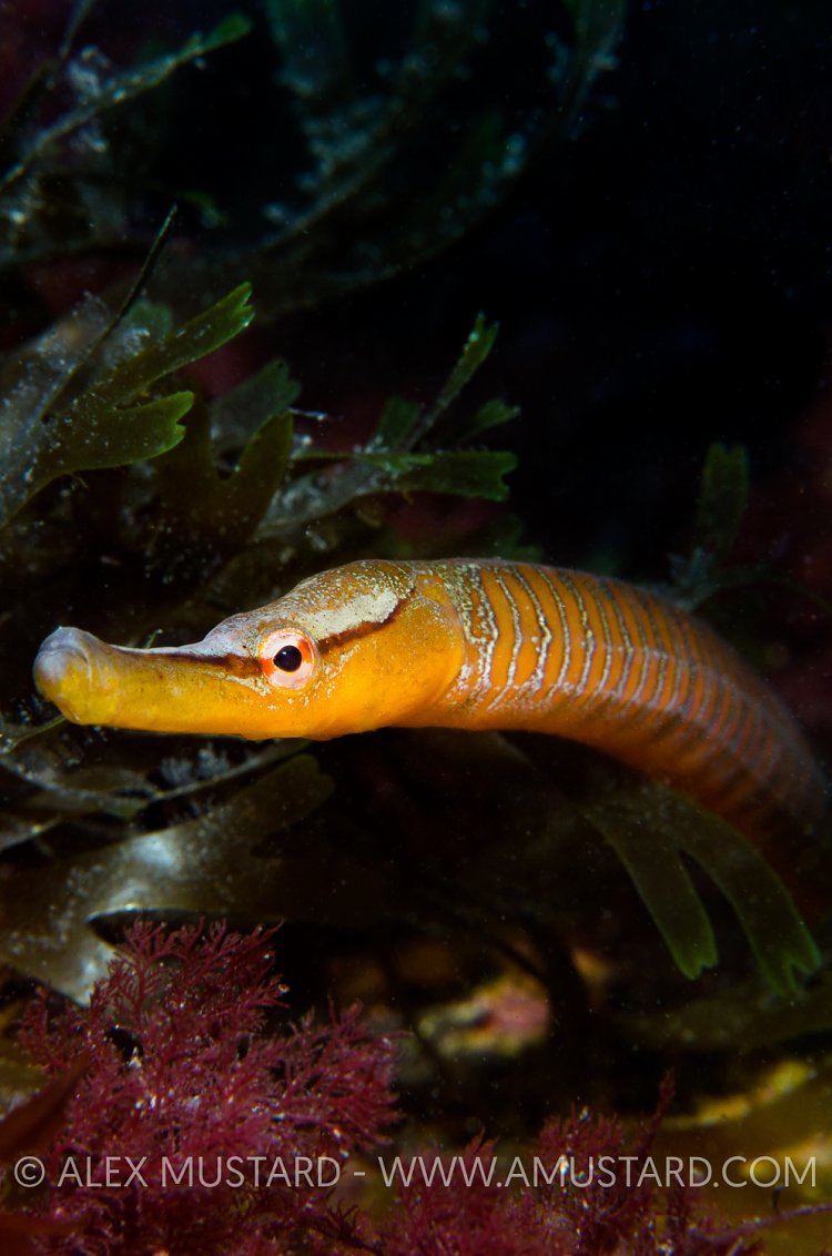 Snake Pipefish. Dorset, UK.