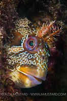 Tompot Blenny. Dorset, UK.
