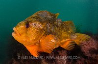 Male Lumpsucker. Dorset, UK.