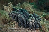 Cuttlefish Eggs, Devon, UK