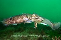Marting Cuttlefish, England, UK.