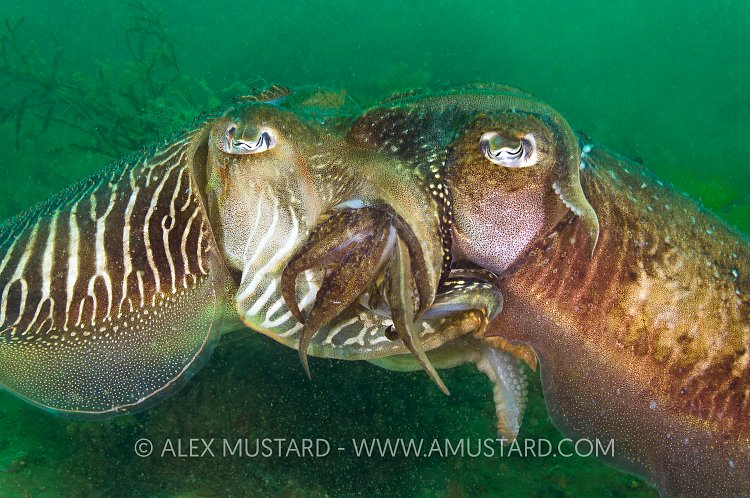 Mating Cuttlefish. Devon, UK.