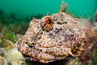Scorpionfish Portrait. West Sussex, UK.